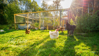 Les Avantages d'avoir une Poule de compagnie et un Poulailler dans le jardin